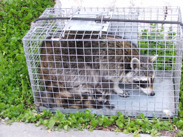 How To Get Rid Of Raccoons