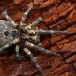 How To Get Rid Of Spiders And Their Irritating Cobwebs