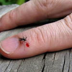 How to Get Rid of Mosquito Bites by Applying Home Remedies and over-the Counter Medication