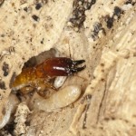 How to Get Rid of Termites by Yourself or Professional Help