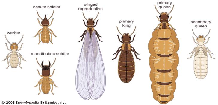 How do you get rid of winged termites in your house?