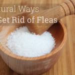How to Get Rid of Fleas in the House
