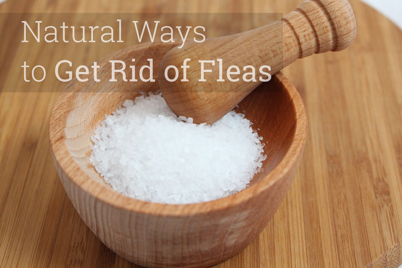 Natural-Ways-to-Get-Rid-of-Fleas