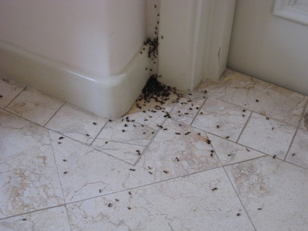 Get-rid-of-ants-in-the-House