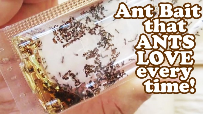 get-rid-of-sugar-ants