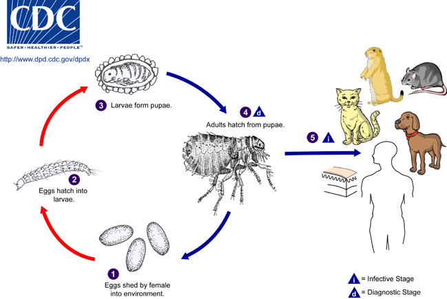 How To Get Rid Of Fleas In The House