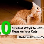How to get rid of fleas on cats