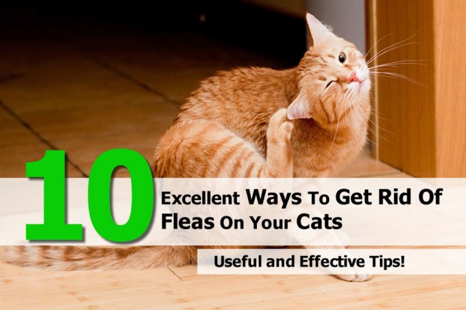 get-rid-of-fleas-on-cats