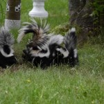 How to keep skunks away