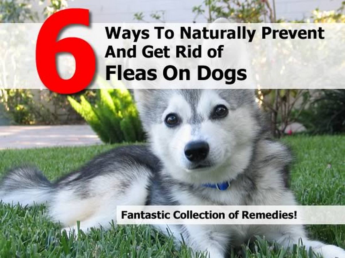 prevent-fleas-on-dogs-2